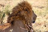 TANZANIA - Serengeti National Park - Leoni Lions - 03